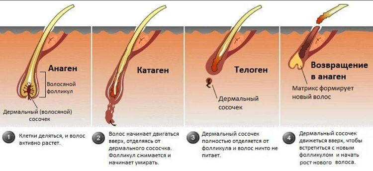Фазы роста волоса Фазы роста волоса