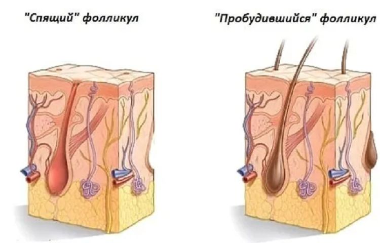 Как разбудить спящие луковицы Как разбудить спящие луковицы