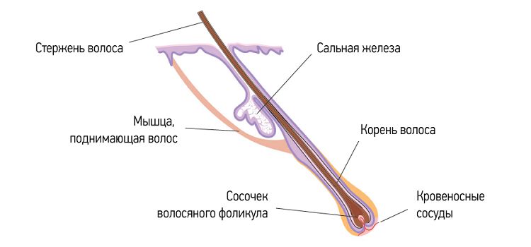 Схема структуры волоса Схема структуры волоса