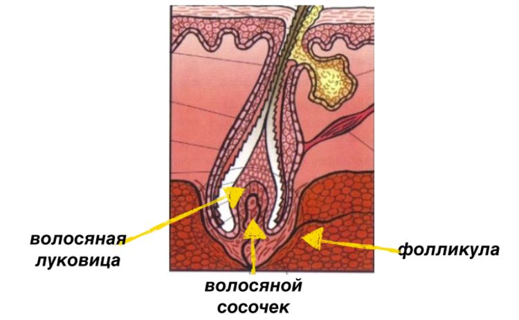 Луковица волоса Луковица волоса